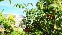 This image shows tomatoes in the CODICO Central Park.